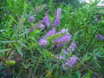 Dsc04602.jpg