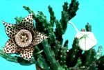 Stapelia.jpg