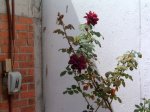 Luto de juarez 06.jpg