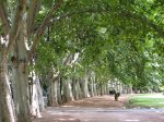 Parque General San Martin bis.jpg