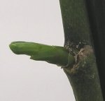 K06.jpg