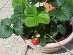 100_1607.jpg