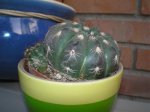 echinopsis.jpg