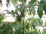 DSC01299.jpg