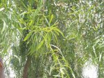 acacia.jpg