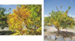 arbol2.jpg