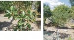 myoporum.jpg