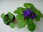 Dsc08524.jpg