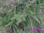 Detalle de picea.jpg