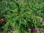 Detalle de picea 2.jpg