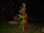 DSC03947a.jpg
