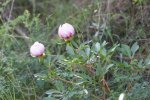 IMG_1325_p.jpg