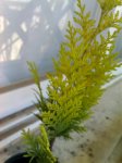 07-06-07_1832.jpg