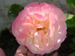 Rosa de Elvira.jpg
