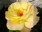 rosa amarilla grande.jpg