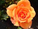 Rosa naranja.jpg