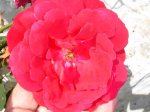 enredadera roja.jpg