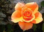 naranja pequeña.jpg