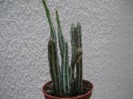 Plantas030607 025.jpg