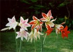 Bulbos 2-Hippeastrum-group-vittatum aglaiae neoleopoldii reginae.jpg