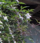 Clematis.JPG