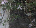 Clematis 1.jpg