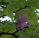 Magnolia Cangas Onis.JPG