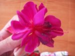 fuchsia1.jpg