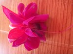 fuchsia2.jpg