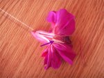 fuchsia3.jpg