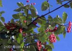 Sorbus 1.jpg