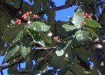 Sorbus 2.jpg