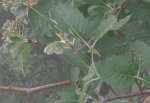 Sorbus.jpg