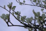 Sorbus aria hojas.JPG