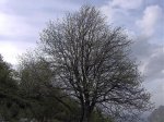 Sorbus aria porte.jpg
