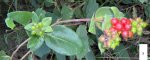 Lonicera periclymenum (Fam..JPG