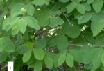 Lonicera xylosteum.JPG