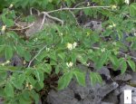 Lonicera xylosteum¿.JPG