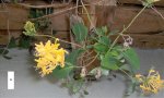 Lonicera ornamental.jpg