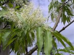 Fraxinus.jpg