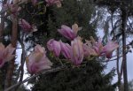 Magnolia  Ponferrada 3-2007.jpg