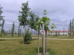 Fraxinus ornus.jpg
