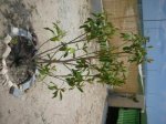 DSCN1227.JPG