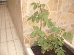 Rosal junio 07.JPG
