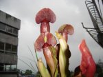 DSC02811.JPG