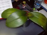 HPIM0644 (Small).JPG