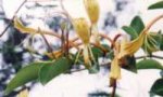 giant-b-honeysuckle.jpg
