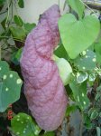Aristolochia Gig.Bud.JPG