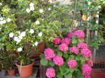 DSC00355.jpg