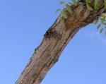 Sophora tronco a.JPG